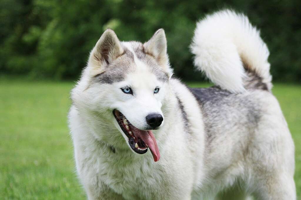 Race de Chien Loup