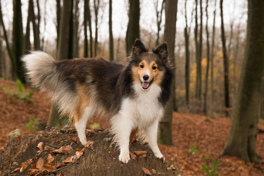 chiens de berger