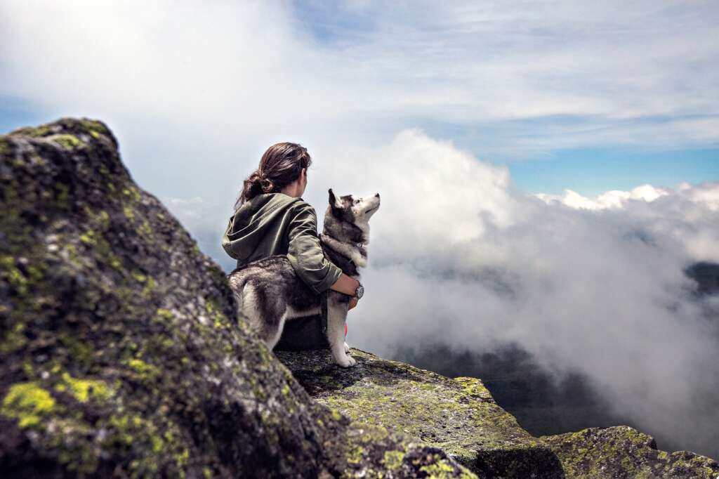 Chien Loup Husky